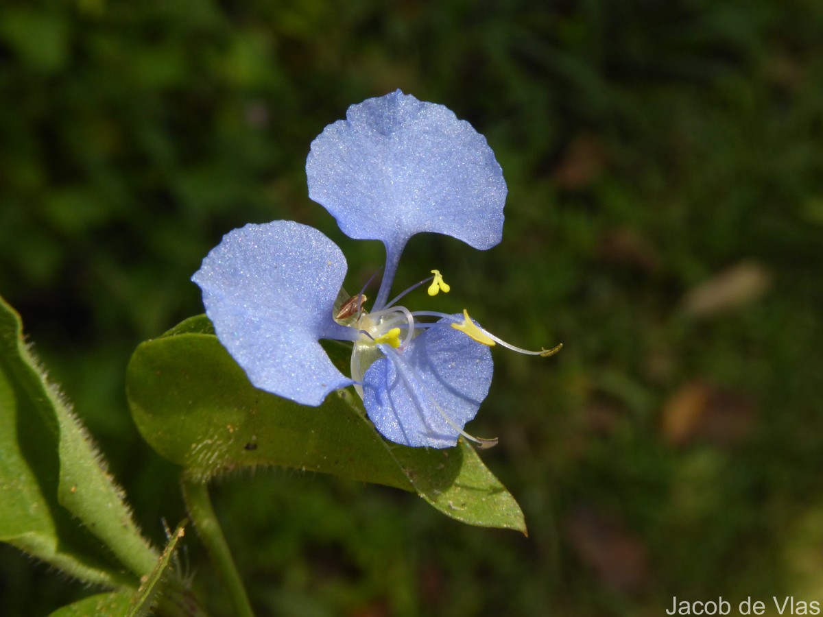 Commelina diffusa Burm.f.